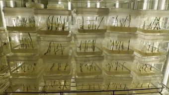 解锁玉米育种新篇章 单倍体工厂化技术服务与咨询全解析